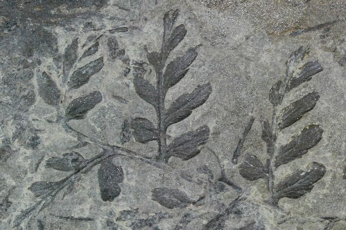 Fossil Fern (Sphenopteris) Plate - Pottsville Formation, Alabama #111197